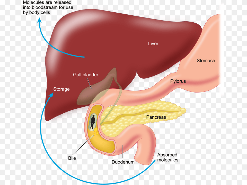 Transparent Digestive System Clipart Do Absorbed Nutrients Leave The Intestine, Body Part, Ear, Appliance, Blow Dryer Png Image