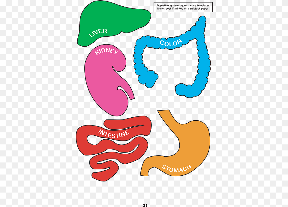 Transparent Digestive System Digestive System Model Pdf, Smoke Pipe Png