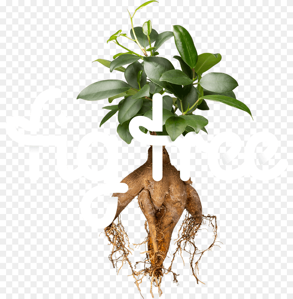 Transparent Digital Tree Fig Tree Graphic Design, Plant, Potted Plant, Leaf, Root Free Png