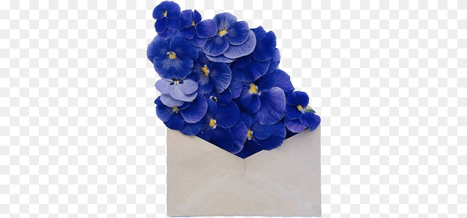 Discovered By Frida Flores Dark Blue And White Aesthetic, Flower, Plant, Geranium, Petal Free Transparent Png