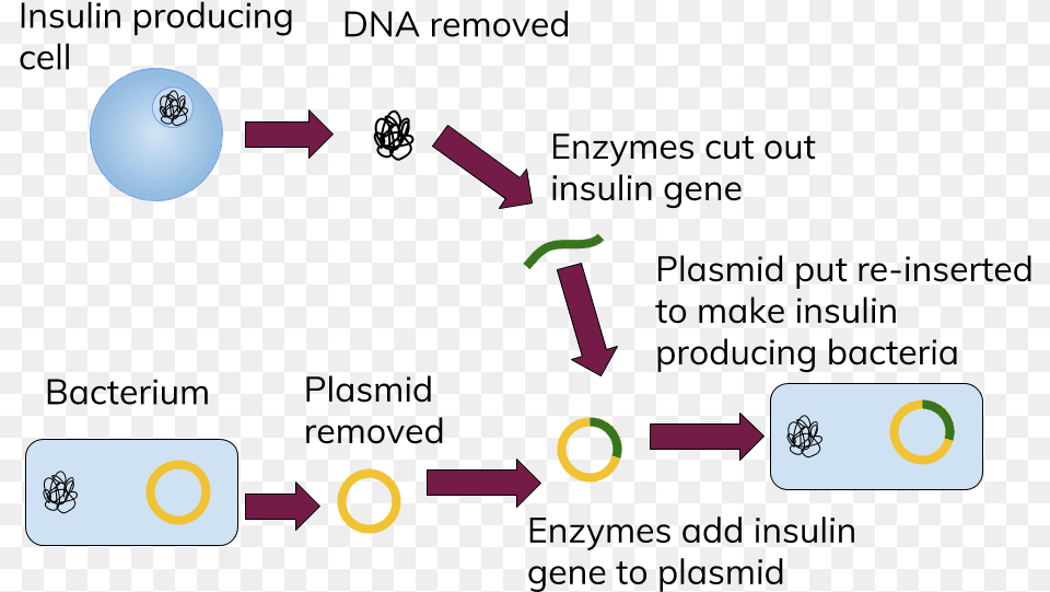 Transparent Dna Genetic Engineering Genetic Engineering Insulin Png Image