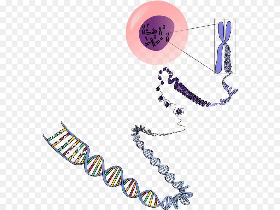 Transparent Dna Heredity Many Chromosomes Do Humans Have, Balloon, Art, Graphics, Racket Free Png Download