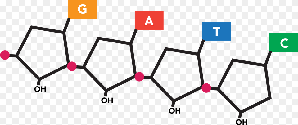 Transparent Dna Strand Nucleotides Transparent Background Free Png Download