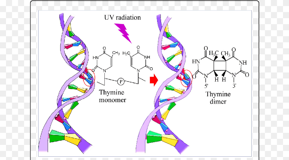 Transparent Dna Strand Thymine Dimer In Dna, Paper Free Png
