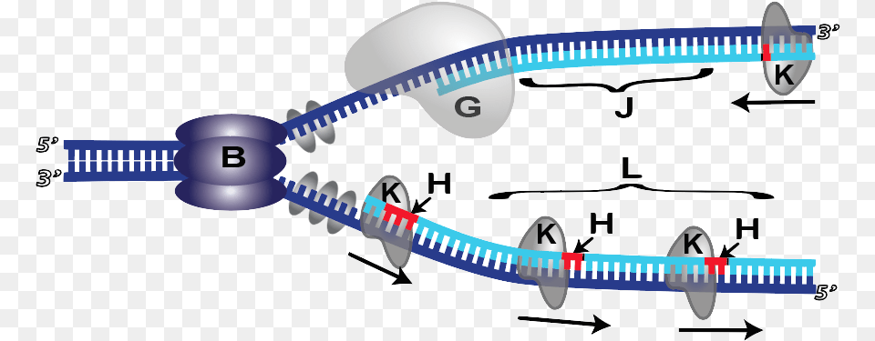 Dna Blank Dna Replication Diagram, Aircraft, Airplane, Transportation, Vehicle Free Transparent Png
