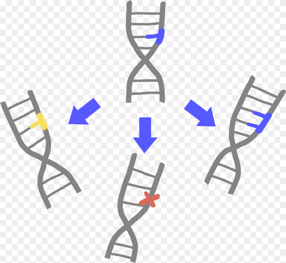 Transparent Dna Transparent Mutation, Cutlery, Fork, Brush, Device Png