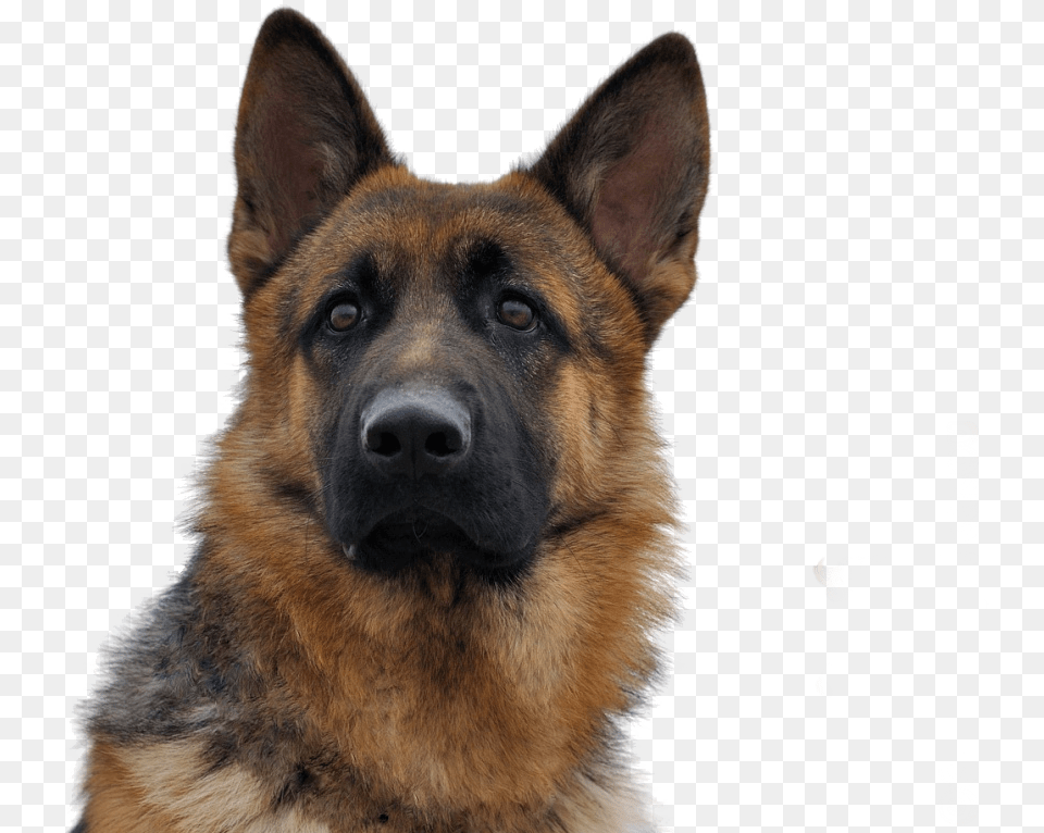 Transparent Dog, Animal, Canine, German Shepherd, Mammal Free Png Download