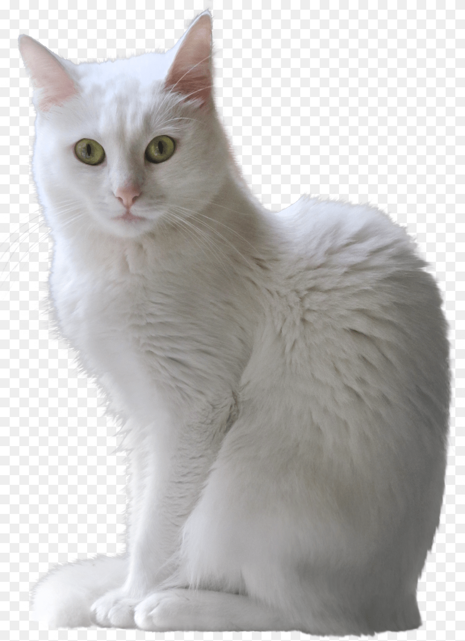 Transparent Dog And Cat Png