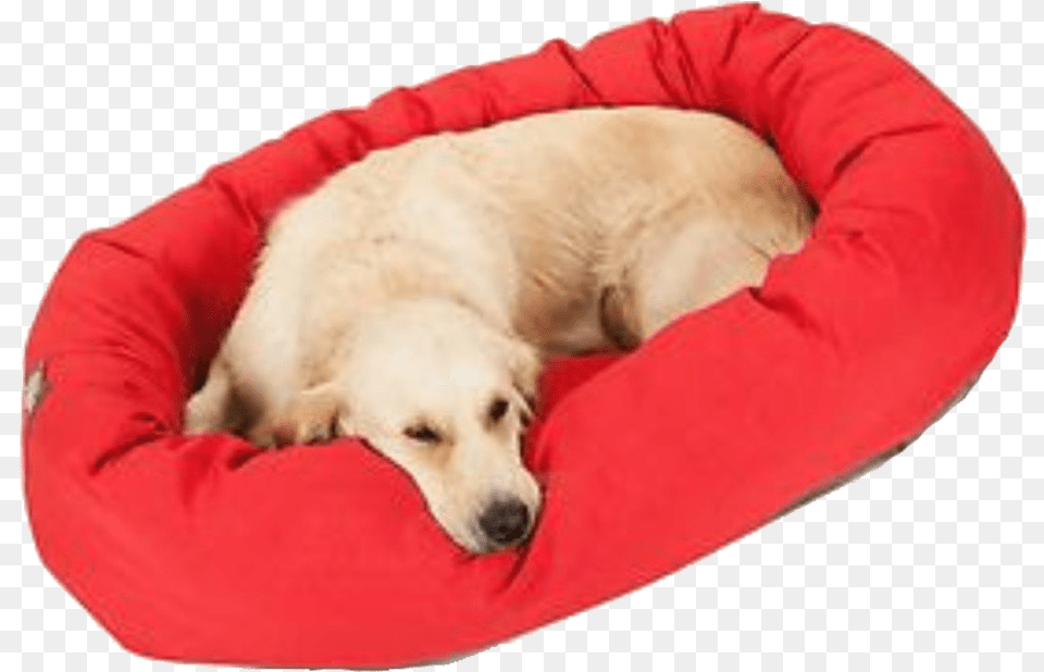 Transparent Dog Bed Clipart Companion Dog, Cushion, Home Decor, Animal, Canine Png Image