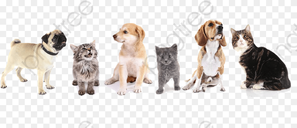 Transparent Dog Clipart Wall Painting Of Cat And Dog, Animal, Canine, Hound, Mammal Png