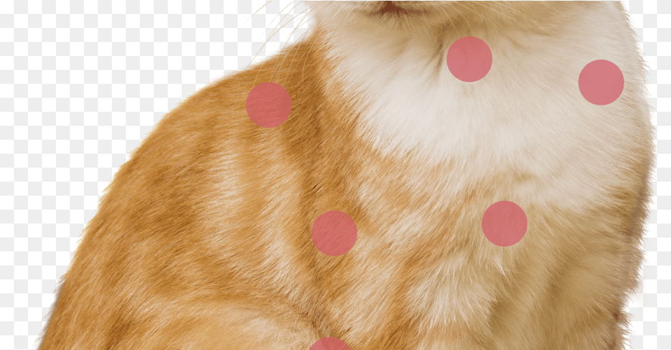 Dog Collar Paw, Pattern, Animal, Cat, Mammal Free Transparent Png