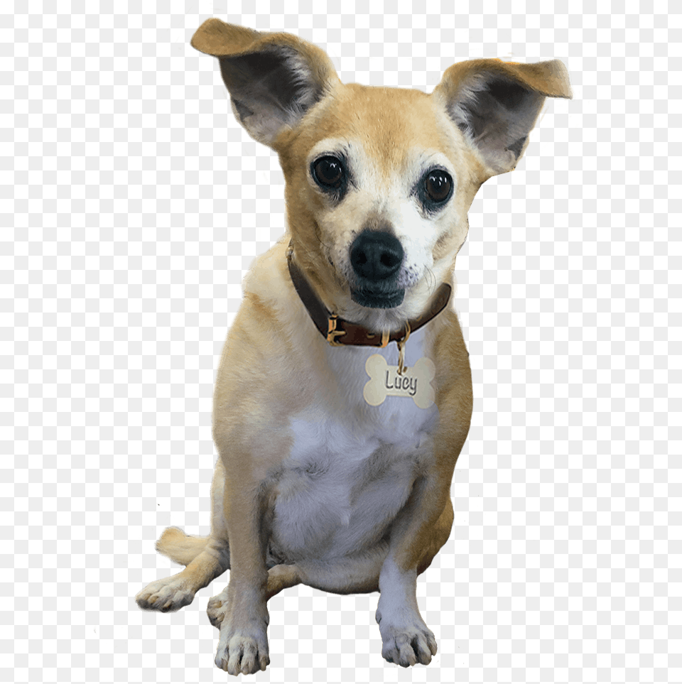 Transparent Dog Footprint, Animal, Canine, Chihuahua, Mammal Png
