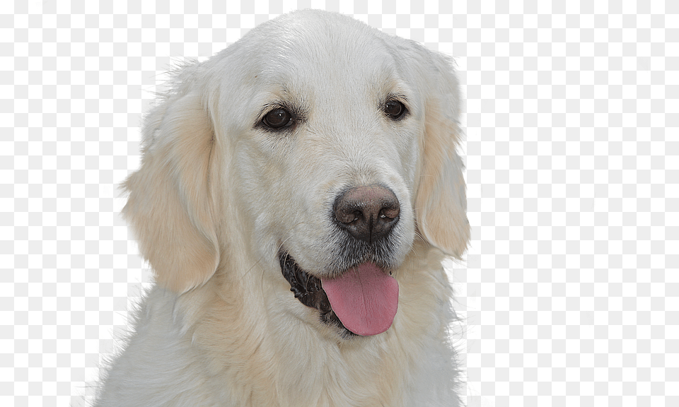 Transparent Dog Golden Retriever, Animal, Canine, Golden Retriever, Mammal Png