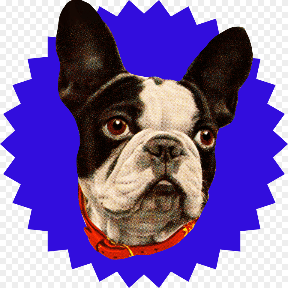 Transparent Dog Head Black Friday Badge, Animal, Bulldog, Canine, Mammal Png Image
