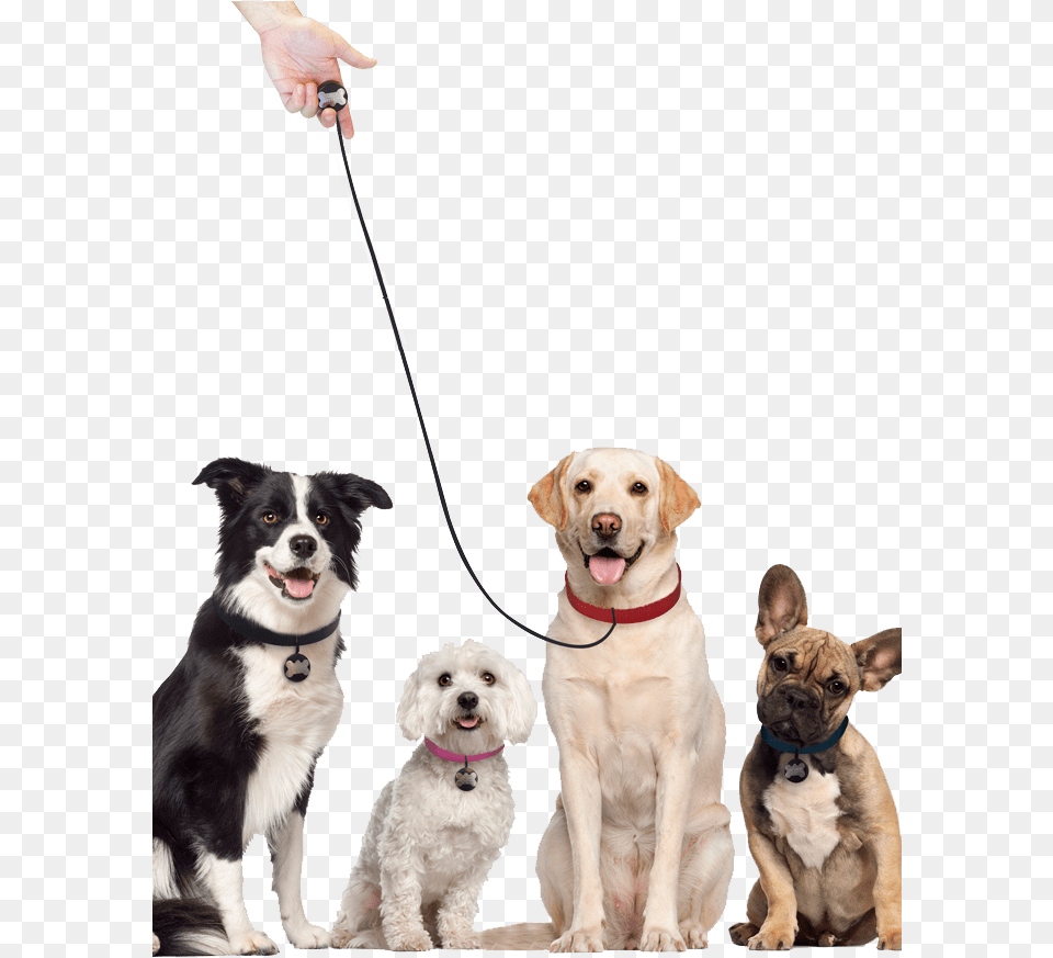 Transparent Dog Leash Labrador Retriever Transparent Background, Accessories, Strap, Canine, Animal Free Png