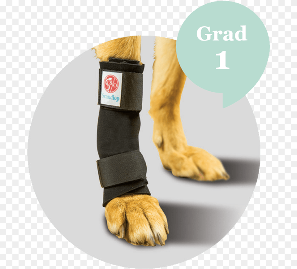 Dog Leg Paw, Brace, Person, Electronics, Hardware Free Transparent Png