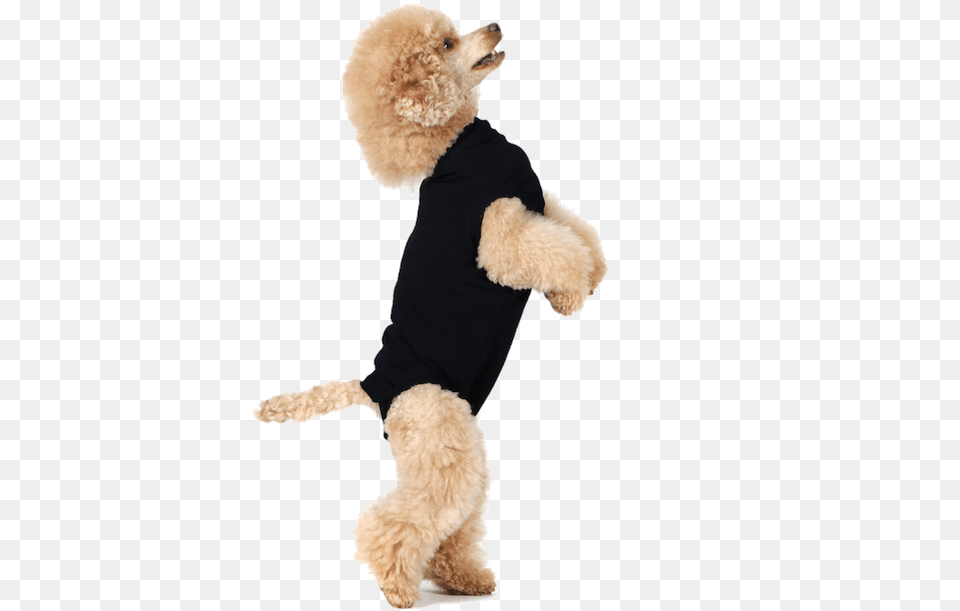 Transparent Dog Leg Suitical Recovery Suit For Dogs, Animal, Canine, Mammal, Bear Png Image