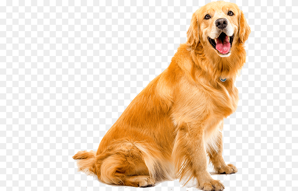 Transparent Dog Teeth Golden Retriever Dog White Background, Animal, Canine, Golden Retriever, Mammal Free Png Download