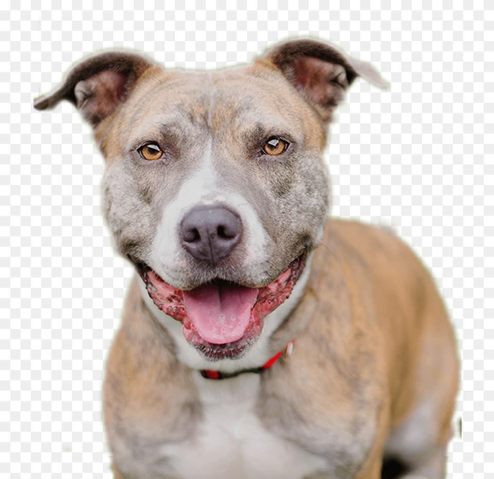 Transparent Dog Transparent American Pit Bull Terrier, Animal, Bulldog, Canine, Mammal Free Png Download