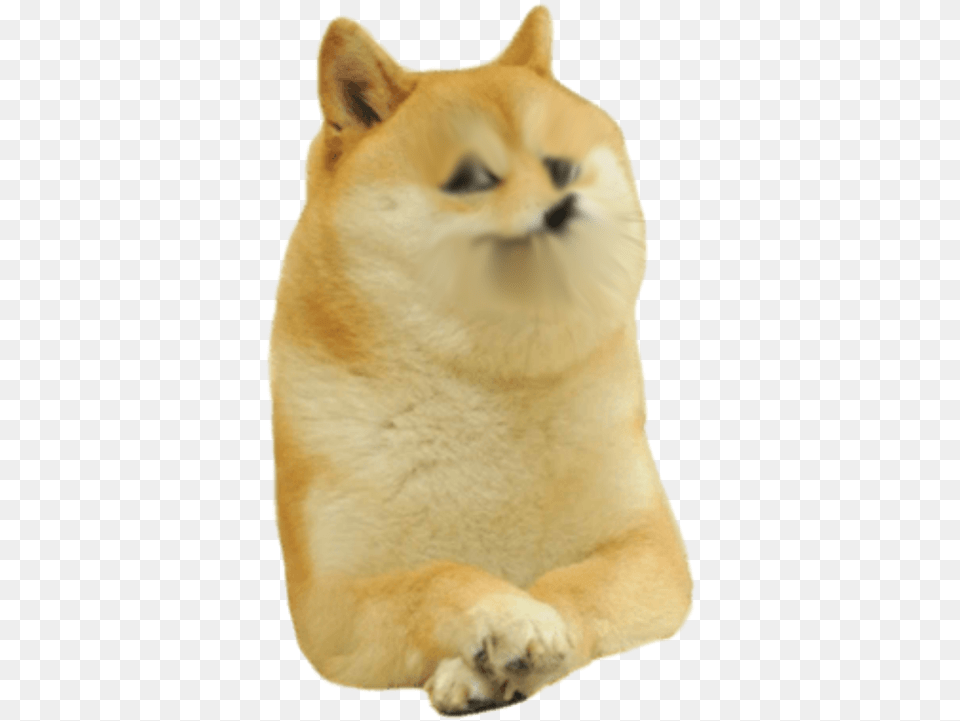 Transparent Doge, Animal, Cat, Mammal, Pet Png Image