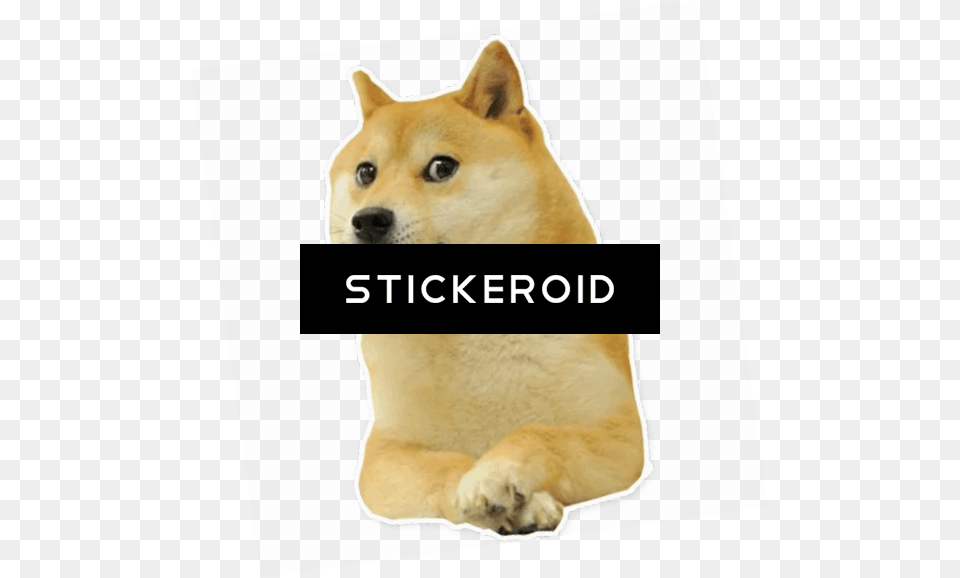 Transparent Doge Doge Big Bro, Animal, Canine, Dog, Husky Free Png