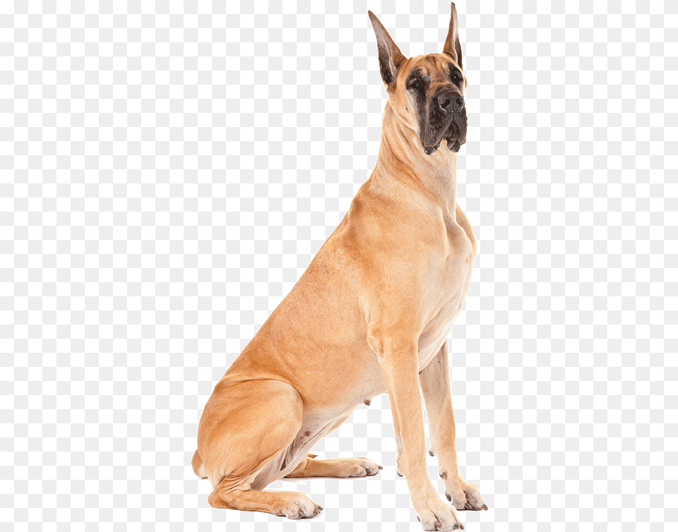 Doge Face Great Dane Dog, Animal, Canine, Mammal, Pet Free Transparent Png