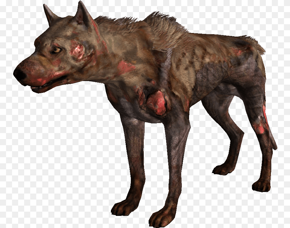 Transparent Dogmeat, Animal, Canine, Dog, Mammal Free Png