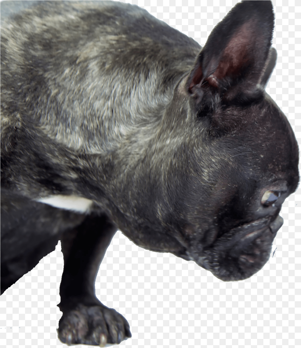 Dogs Dog With Diarrhea, Animal, Bulldog, Canine, French Bulldog Free Transparent Png