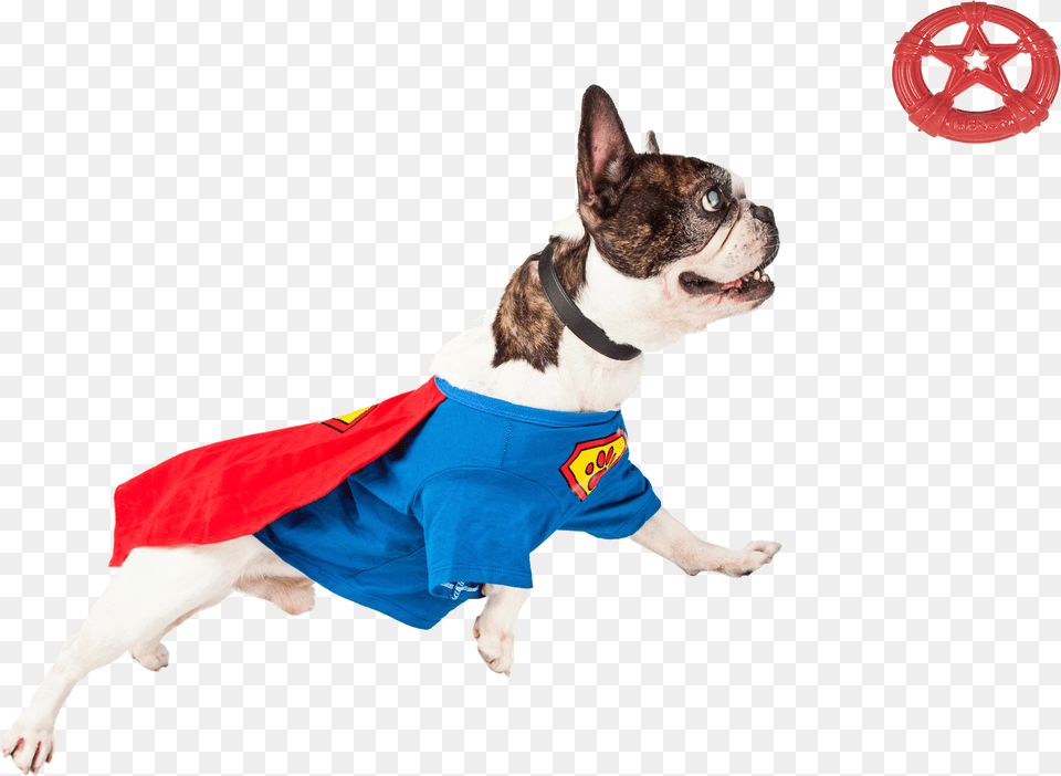 Dogs Playing Super Dog Free Transparent Png