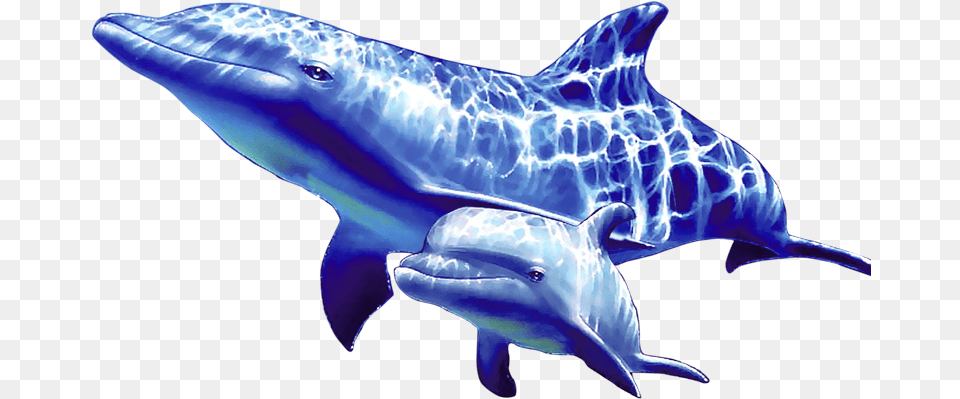 Transparent Dolphin Clipart Dolphin Underwater, Animal, Mammal, Sea Life, Fish Png Image