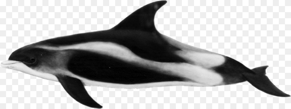 Transparent Dolphins Clipart Black And White, Animal, Sea Life, Fish, Shark Png