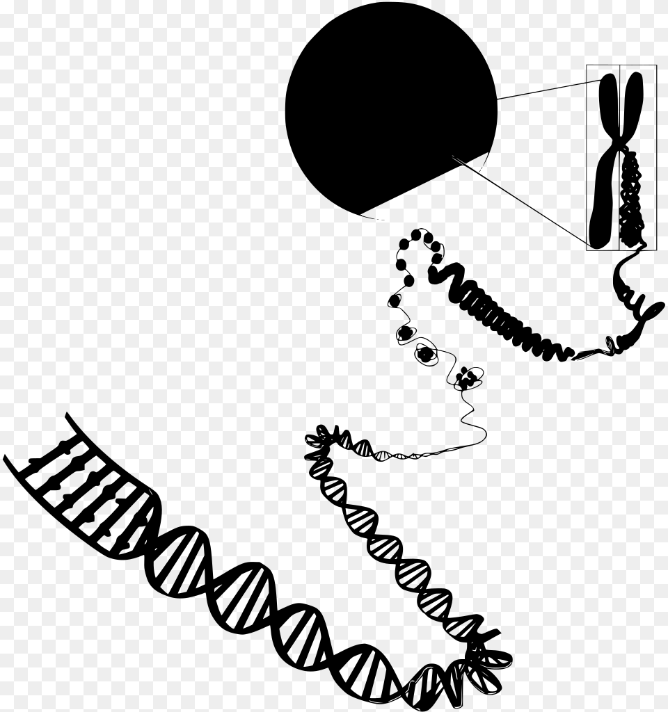 Transparent Double Helix Euchromatin And Heterochromatin Diagram, Gray Free Png Download