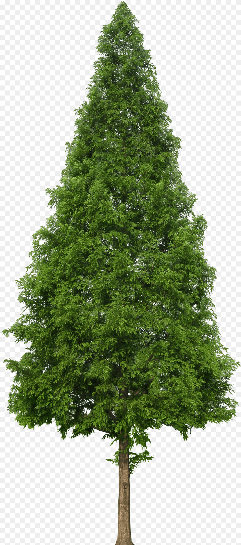Transparent Douglas Fir Clipart, Plant, Tree, Conifer Png Image