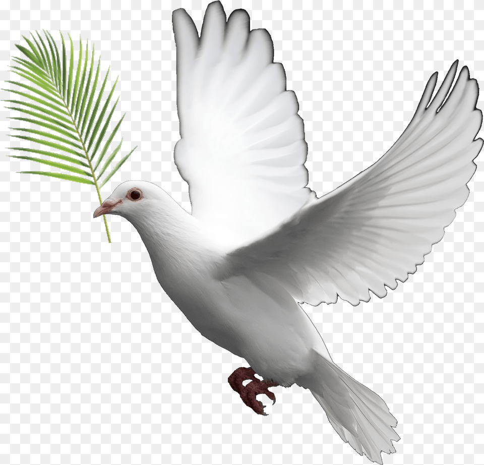 Transparent Dove Clipart Transparent Background Dove, Animal, Bird, Pigeon Free Png