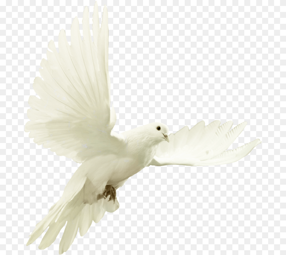 Transparent Dove Star Of David And Doce, Animal, Bird, Pigeon Free Png Download