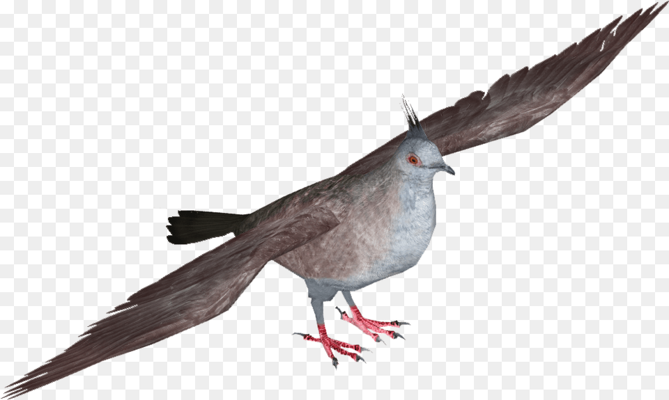 Transparent Dove Stock Dove, Animal, Bird, Pigeon Png Image