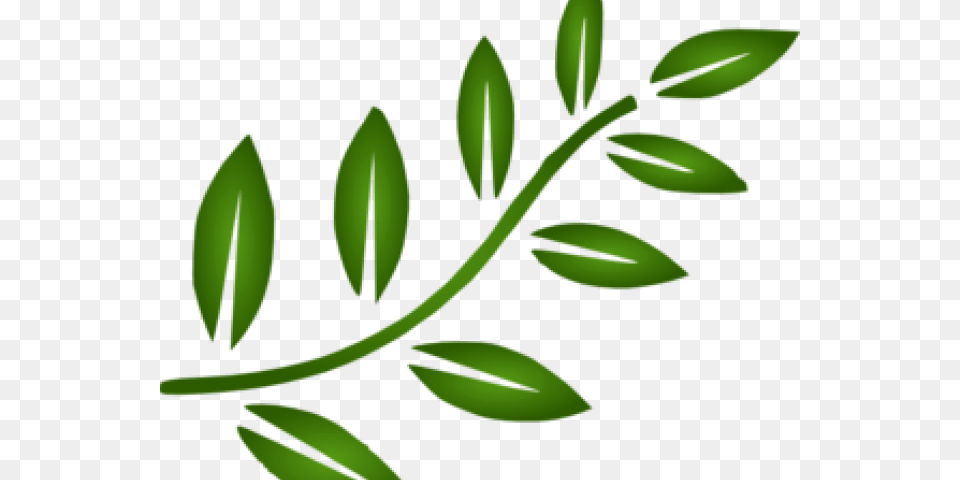 Transparent Dove With Olive Branch, Herbs, Plant, Leaf, Green Free Png
