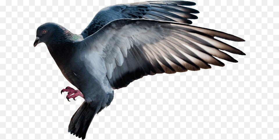 Doves Flying Stock Dove, Animal, Bird, Pigeon Free Transparent Png