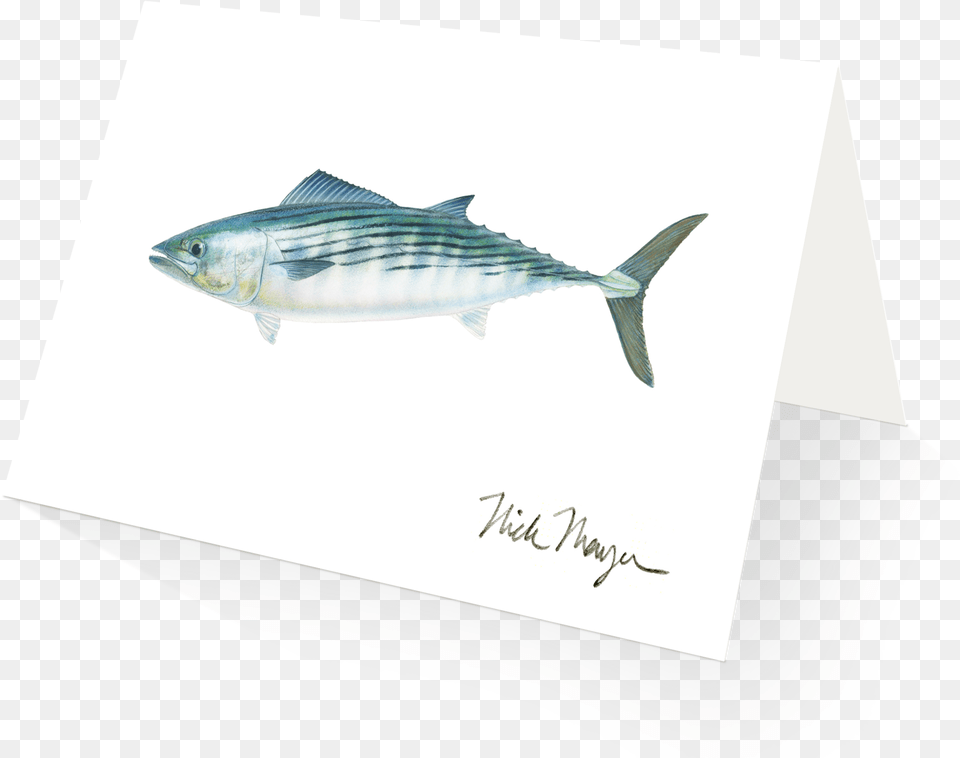 Transparent Dr Seuss Fish Clipart Black And White Striper Bass, Animal, Bonito, Sea Life, Tuna Free Png Download