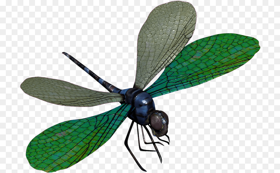 Transparent Dragonfly Dragonfly, Animal, Insect, Invertebrate Free Png Download