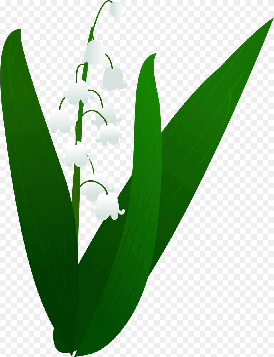 Transparent Drawn Crown, Flower, Leaf, Plant, Amaryllidaceae Free Png