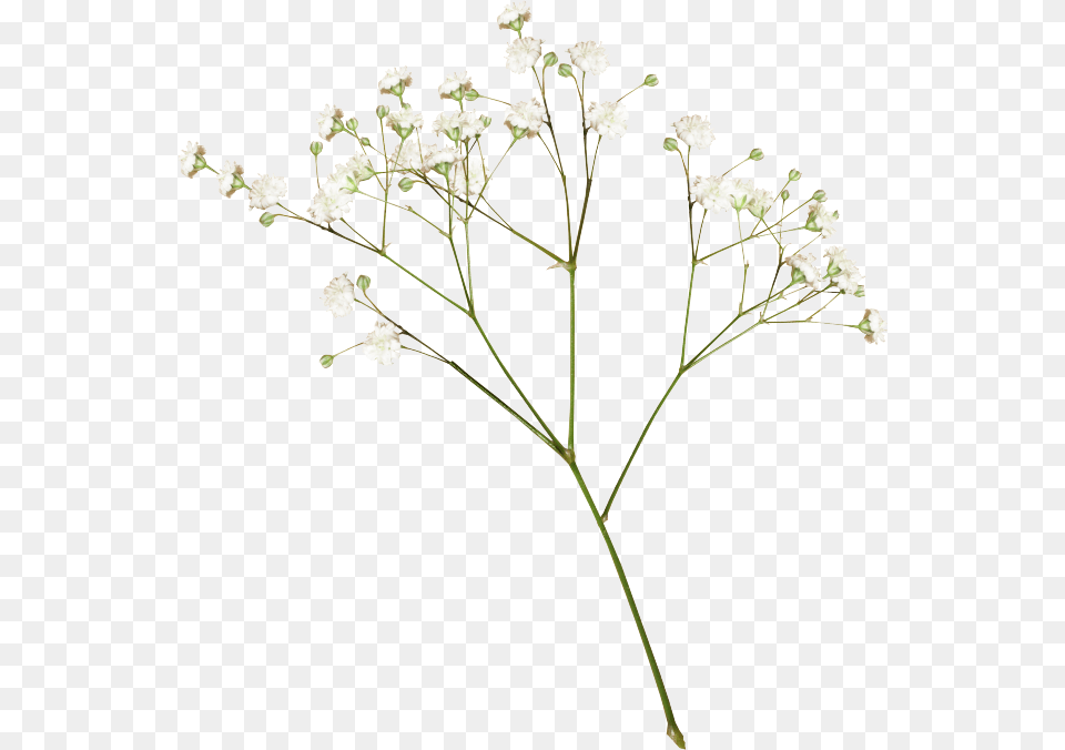 Transparent Dried Flowers, Flower, Plant, Apiaceae Png