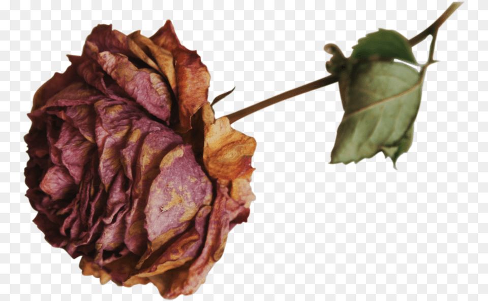 Transparent Dried Rose, Leaf, Plant, Tree, Flower Png Image