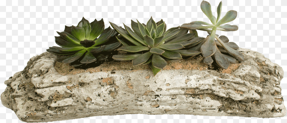 Transparent Driftwood Succulents In Driftwood, Leaf, Plant, Potted Plant, Jar Png