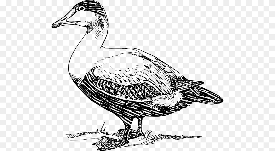 Transparent Duck, Animal, Bird, Goose, Waterfowl Png Image