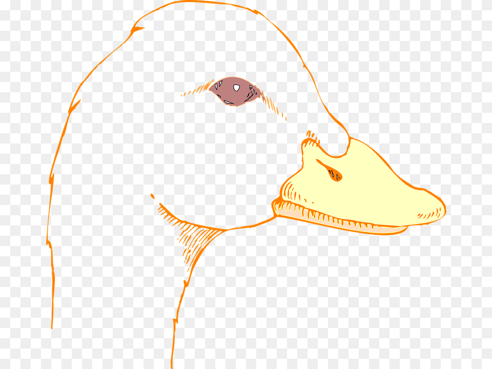 Transparent Duck Face Drawing Of A Duck Head, Animal, Beak, Bird, Adult Free Png Download