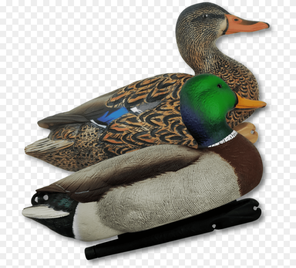 Duck Hunt Duck Mallard, Animal, Anseriformes, Bird, Teal Free Transparent Png