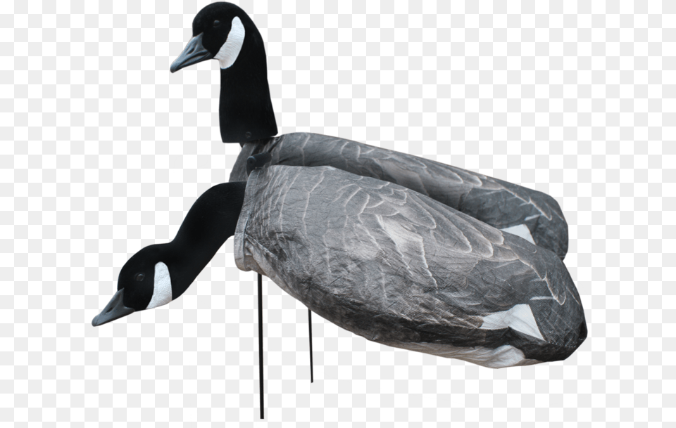 Transparent Duck Silhouette Silhouette Goose Decoys, Animal, Bird, Waterfowl, Anseriformes Free Png