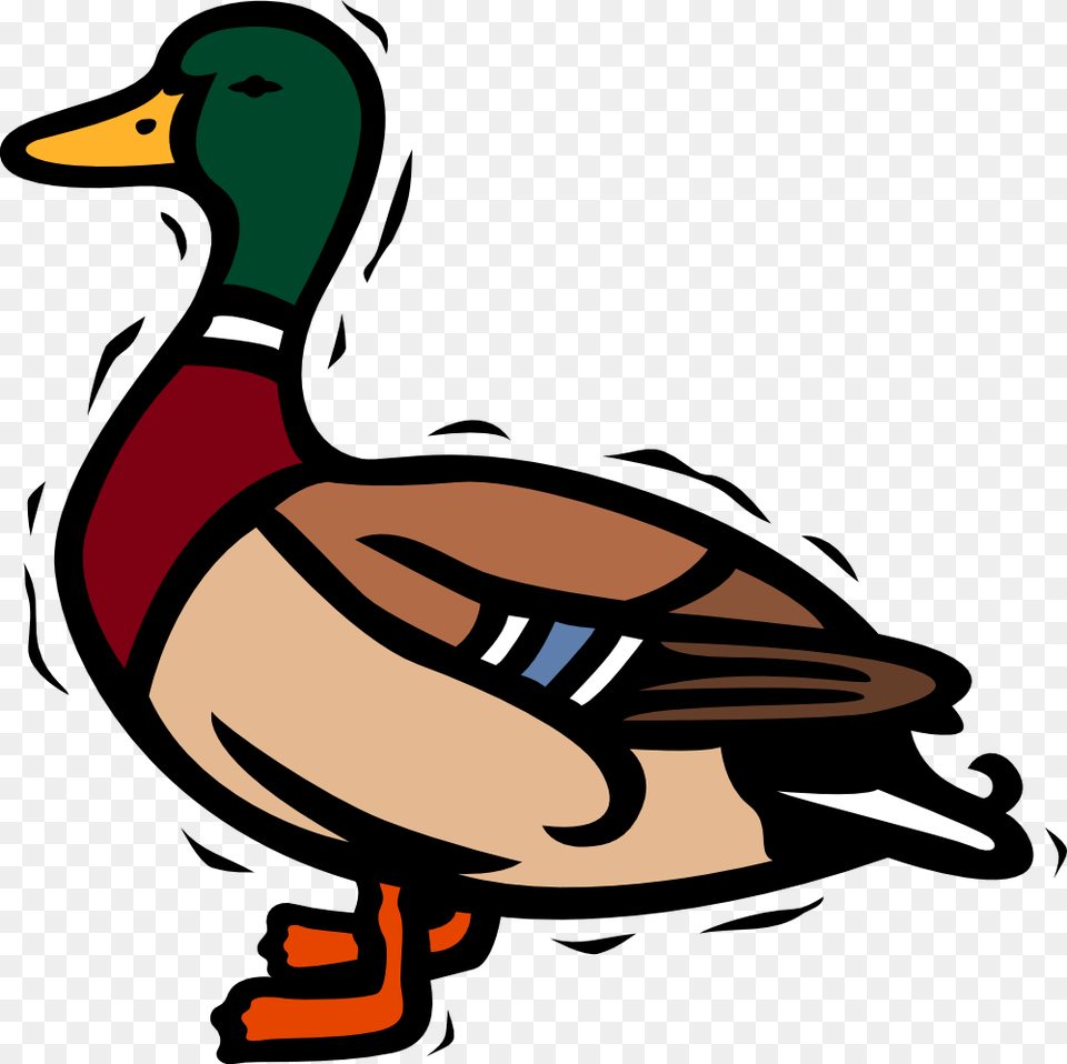 Transparent Ducks Clipart Clipart Duck, Animal, Anseriformes, Bird, Waterfowl Free Png Download