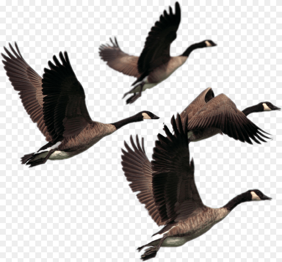Transparent Ducks Flying Canada Geese Transparent Background, Animal, Bird, Goose, Waterfowl Png